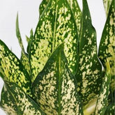 Aglonema Snow White, with 5.5 inches white decor pot